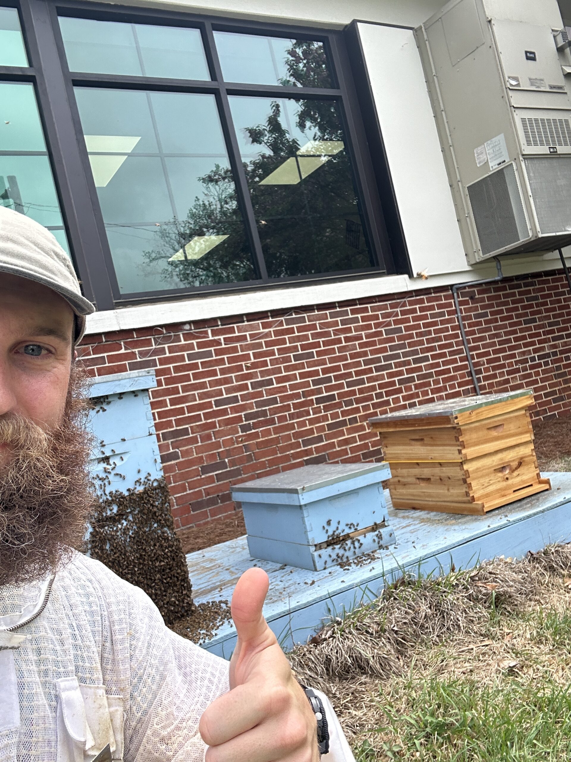 An open nuc box showing a frame of brood covered in Italian honey bees