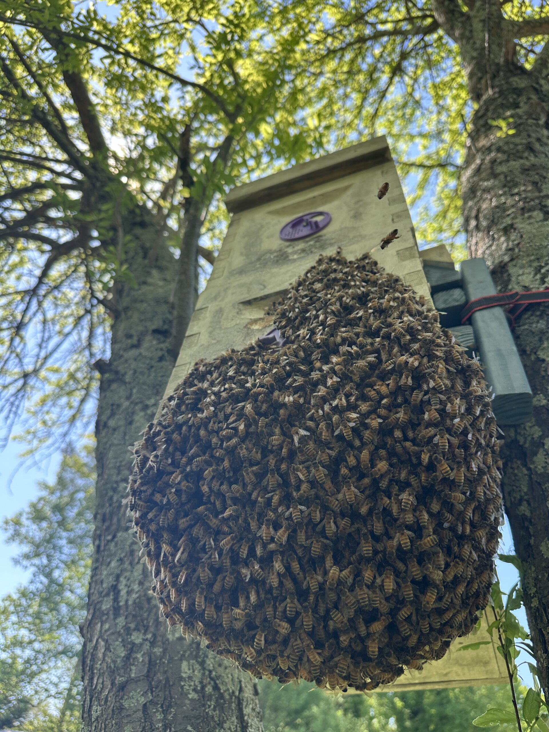 A honey bee swarm cluster collected on a call around metro Atlanta