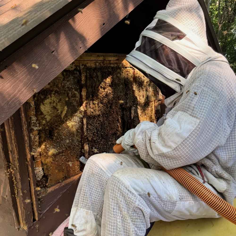 Beekeeper in a white suit removing a honey bee colony from a wall cavity