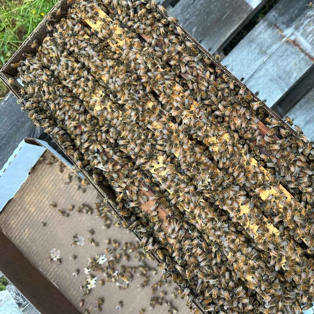 Five-frame nucleus colony with comb covered in honey bees