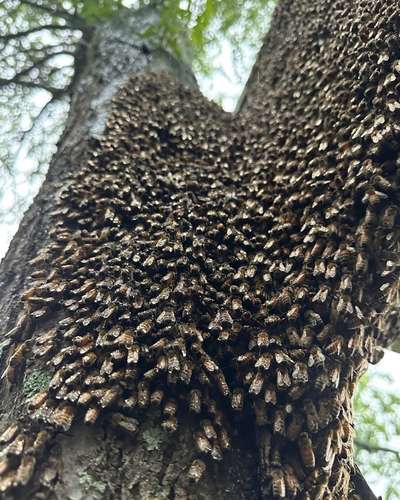 An open-air honey bee swarm clustered on a tree branch