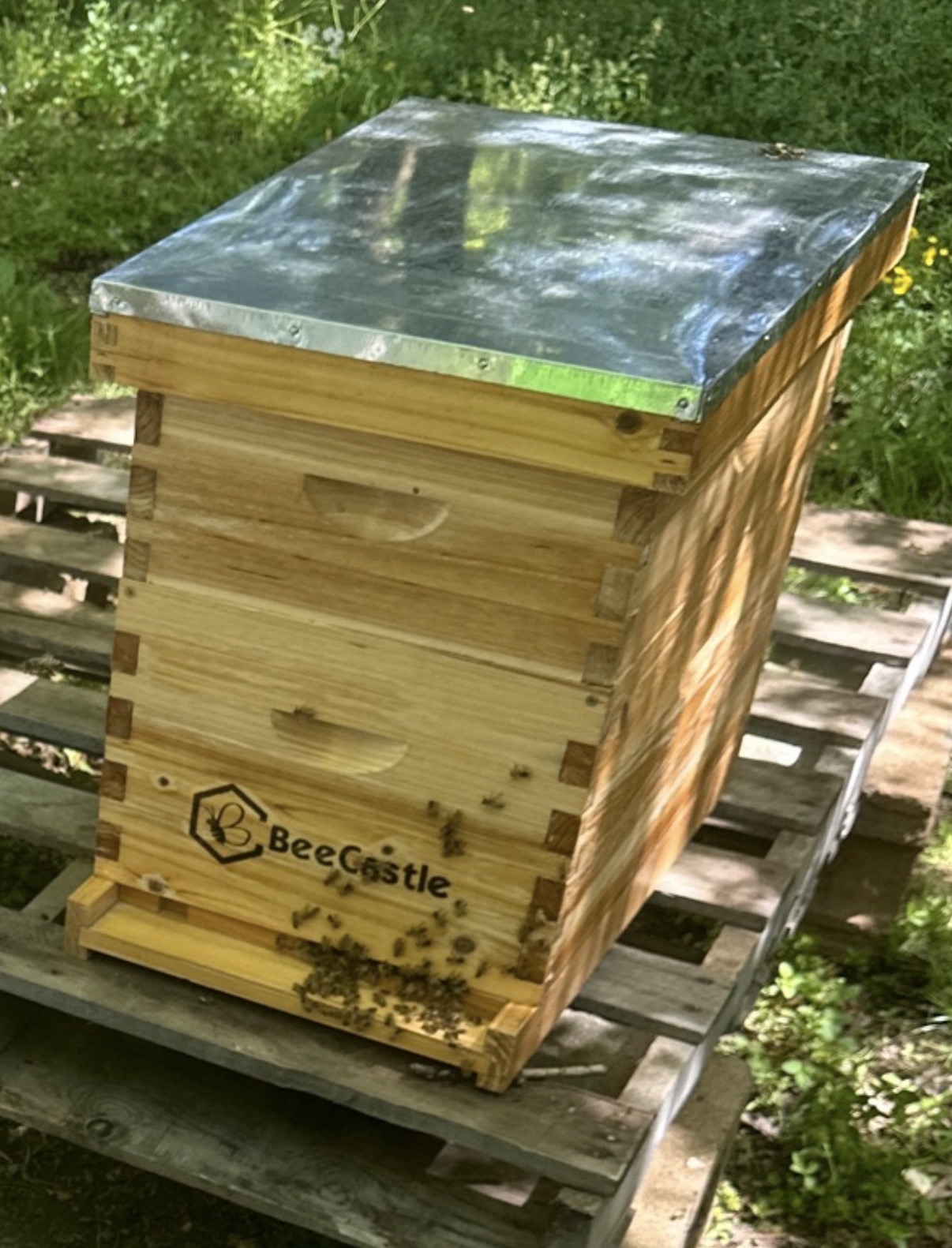 Langstroth Hive