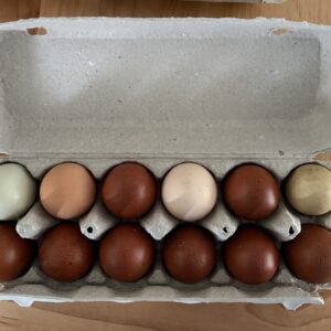 Local Chicken Eggs: Dozen Eggs