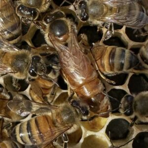 Mated Queen Bee