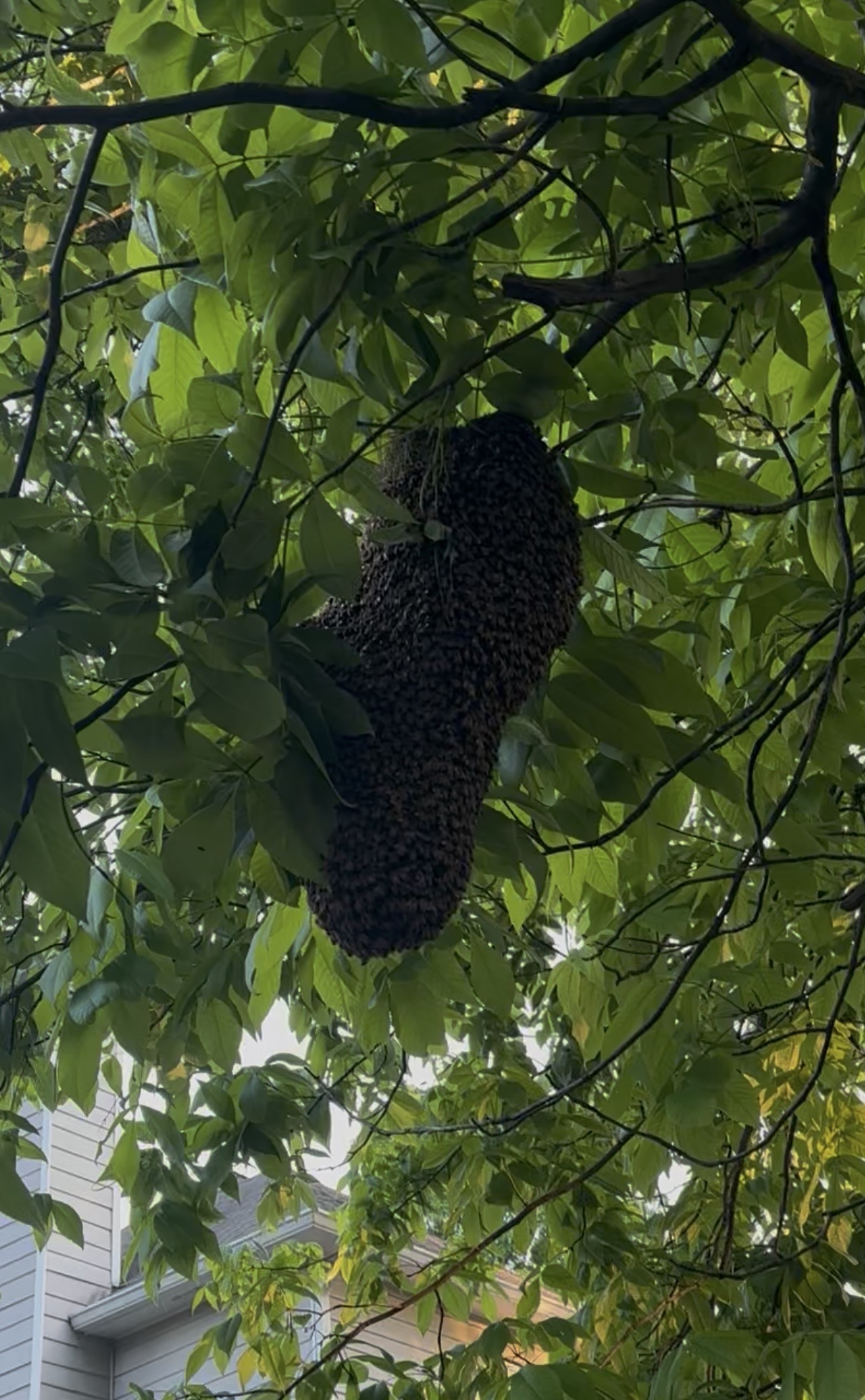 A resting honey bee swarm, clustered in the open during a swarm call