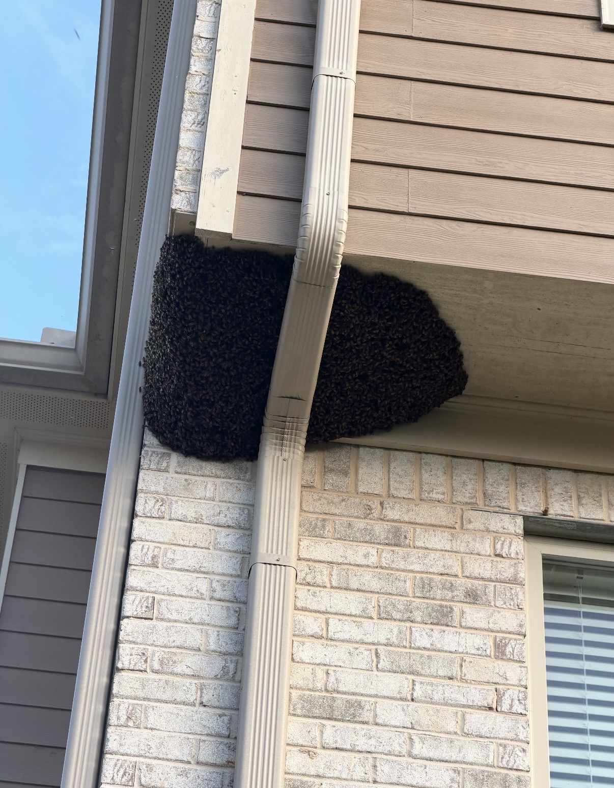 A large honey bee swarm cluster collected by The Luffman Local around metro Atlanta