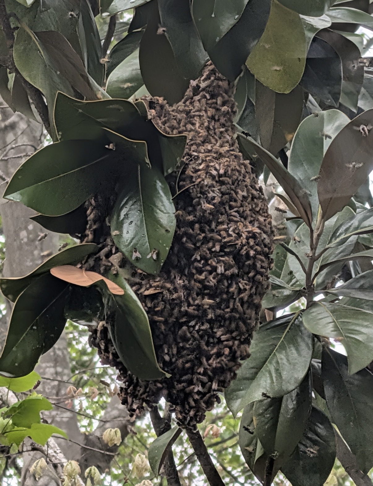 A hanging honey bee swarm, gentle while it rests between homes