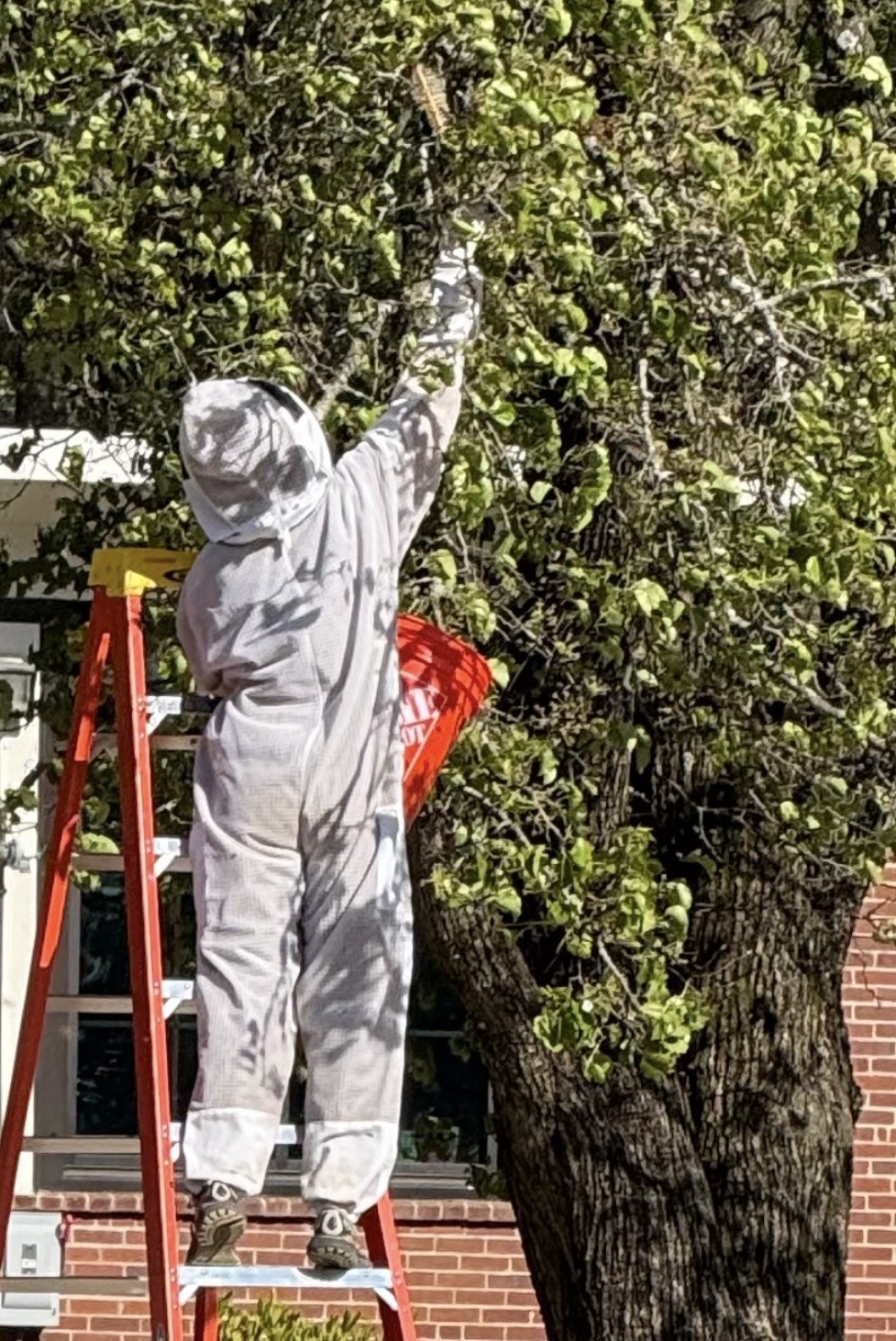 Beekeeper in a white suit on a ladder, collecting a honey bee swarm from a tree